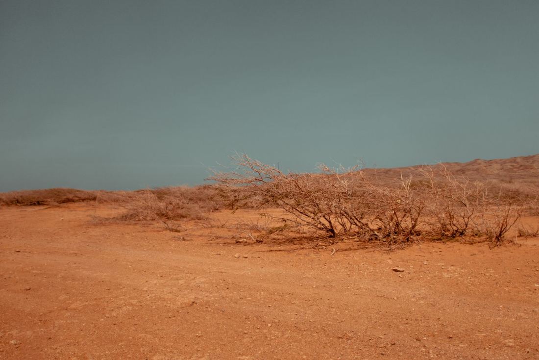 A sun-bleached desert shrub against a stormy sky