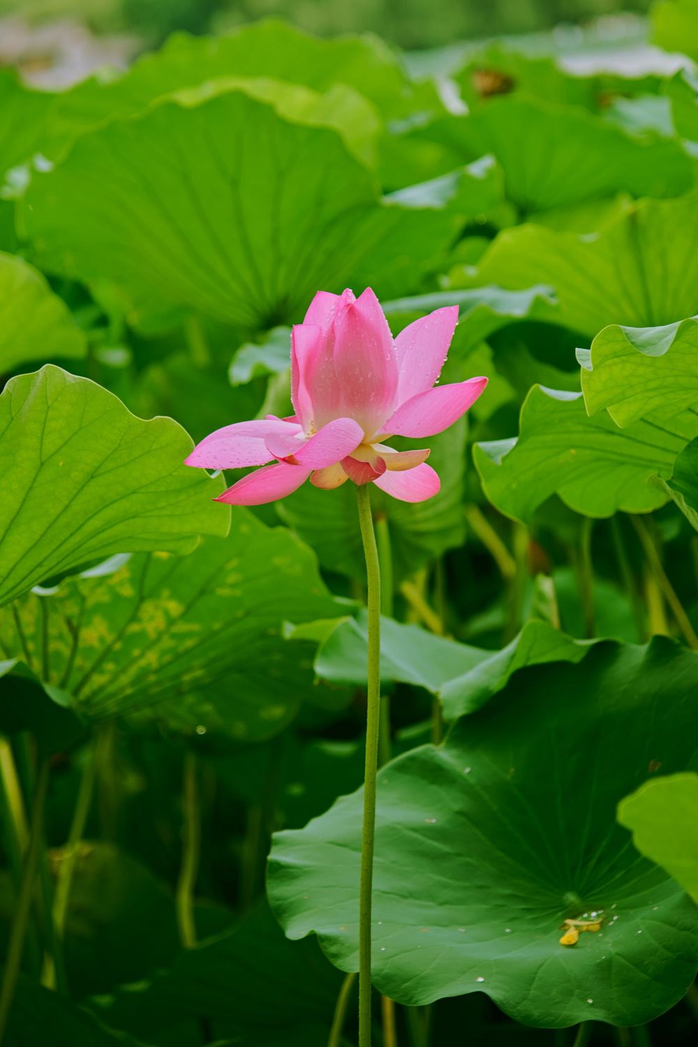 A pink lotus flower blooming among green lily pads